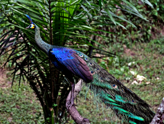 burung-merak 54 senarai
